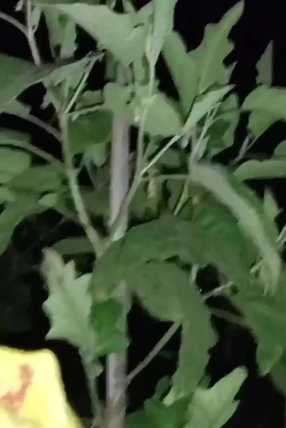 סקס בחוץ של אשתי הדסי