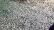 Попередній перегляд відео