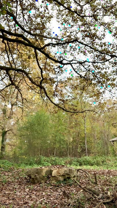 Walk in the forest