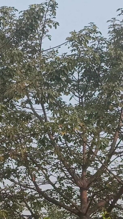 Rangeela has not left her copy behind in any way. | Clip 2