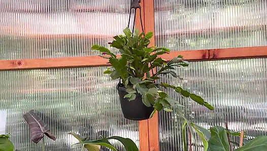 Spring Greenhouse Tour