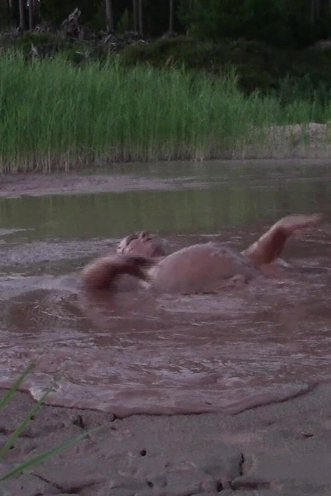 Mud Bath in Deep Quarry Mud Pond