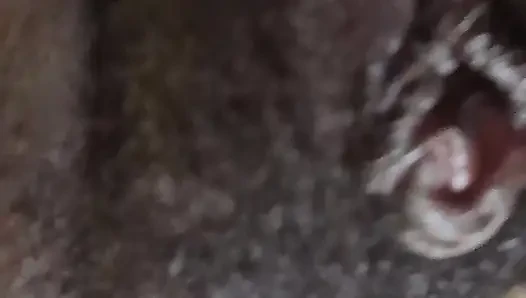 German fat hairy black pussy closeups