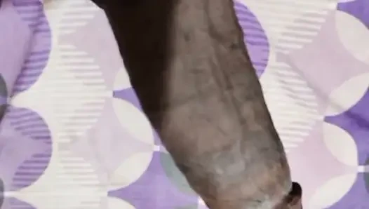 Sudanes cock