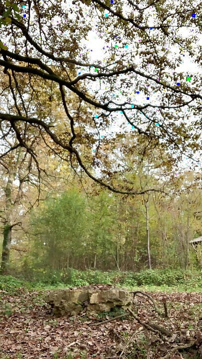 Walk in the forest