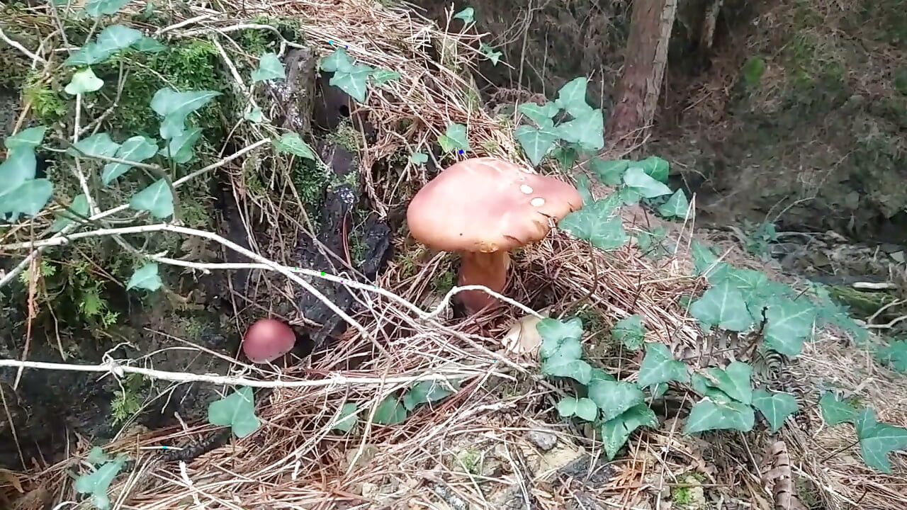 Hiker Takes Out His Dick Looking for Mushroomsand Unloads Semen in One of Them
