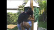 Pregled videozapisa