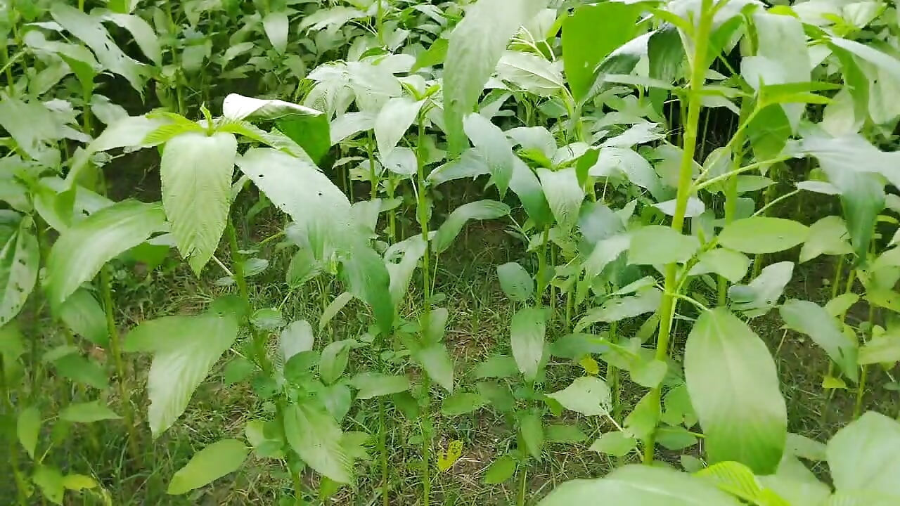 Alone time with sister in law at the jute field