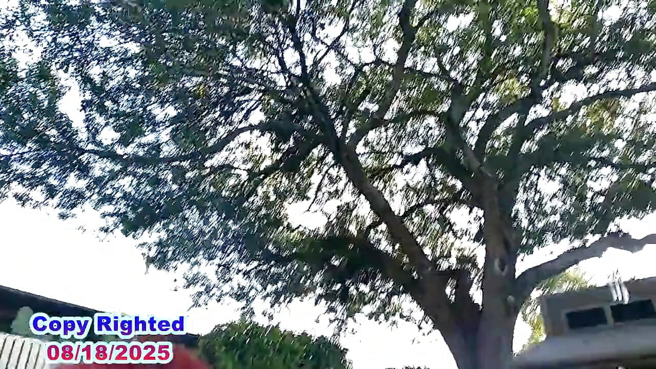 Güneşte ıslak vahşi eğlence tam video
