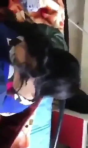 doggy saree