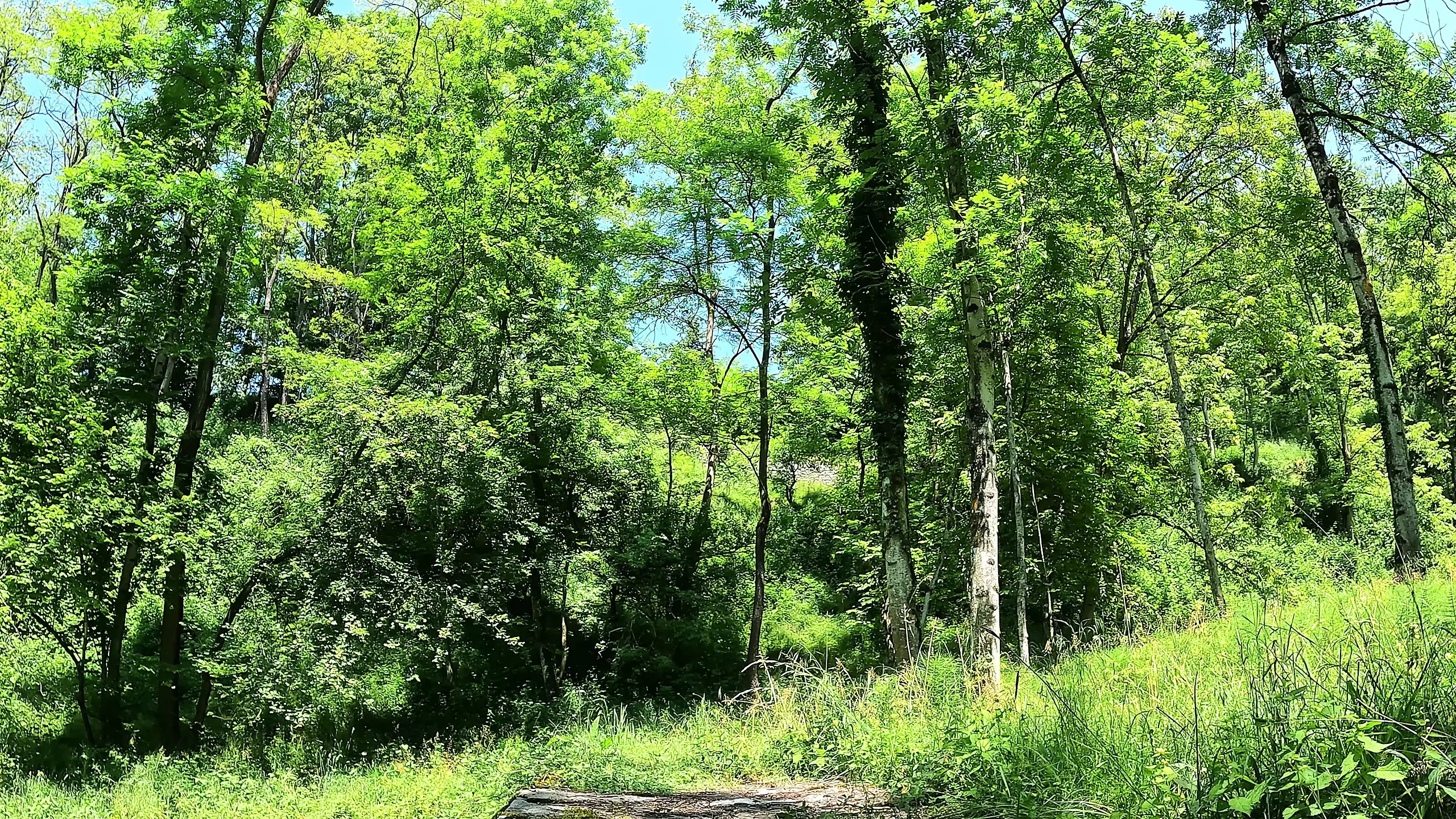 I move my pretty ass and show you my sexiest panties in the middle of the forest