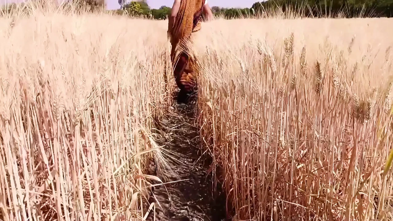 Gehun katati Hui khet mein apni chut mein ungaliyan dalkar Pani nikal rahi hai devar chupke se dekh raha hai