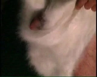 angora5