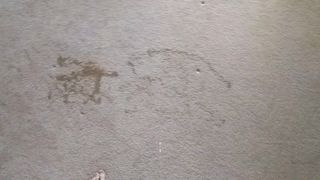 Pissing on my bedroom carpet