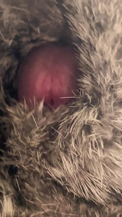Rex rabbit fur stroke