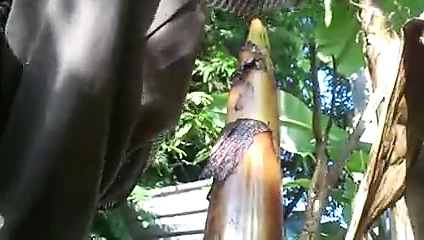 culo