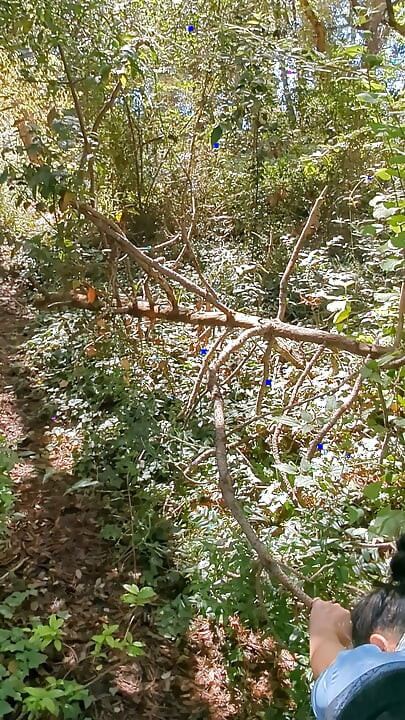 Amateur couple improvises a sudden fuck in the woods