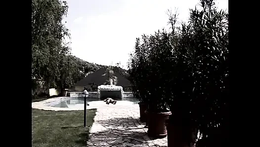 Vulgar Whimsical Pig