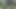 Gemeinsam im Wald wichsen