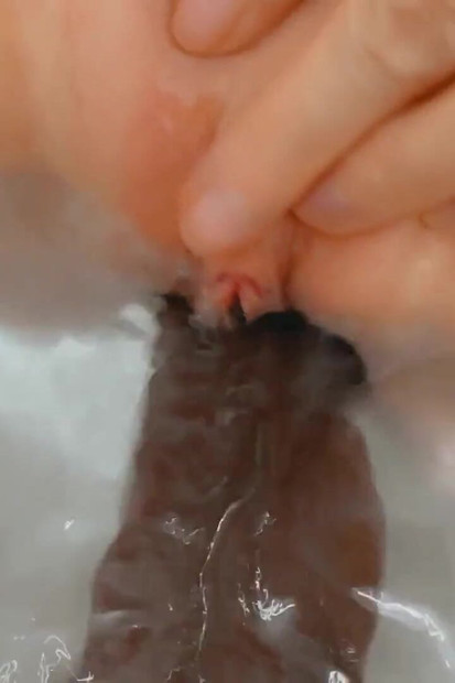 Rastežem svoju usku pičku crnim kurcem