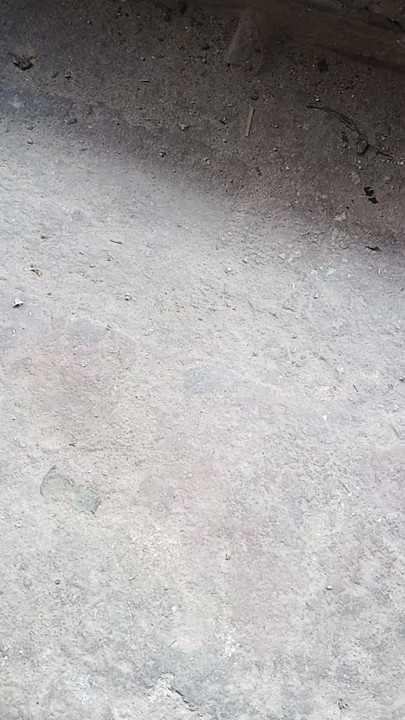 हजार जक कक्का चीड़ जसम