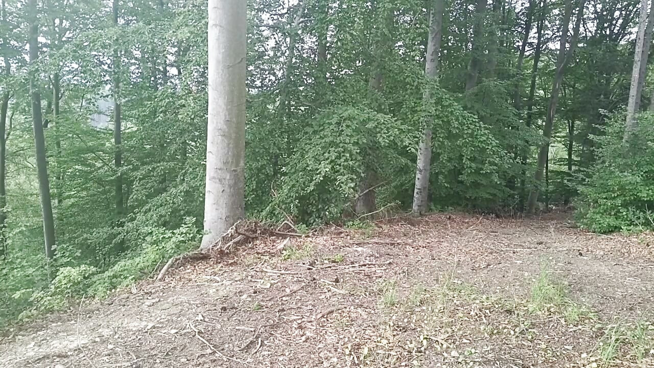 Forest Exhibition: a Banished Bird in a Beech Forest