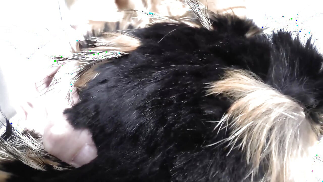 Latihan ejakulasi: menghidu selendang bulu dan cumshot, Lady Victoria Valente