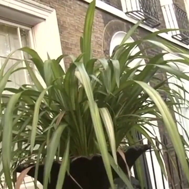 Alphamales - 泳池男郎