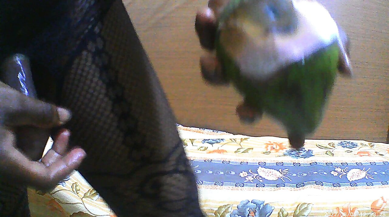 Cheated Crossdresser Husband Fucks a very tight Avocado Asshole
