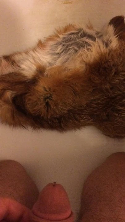 Piss on Fox Fur