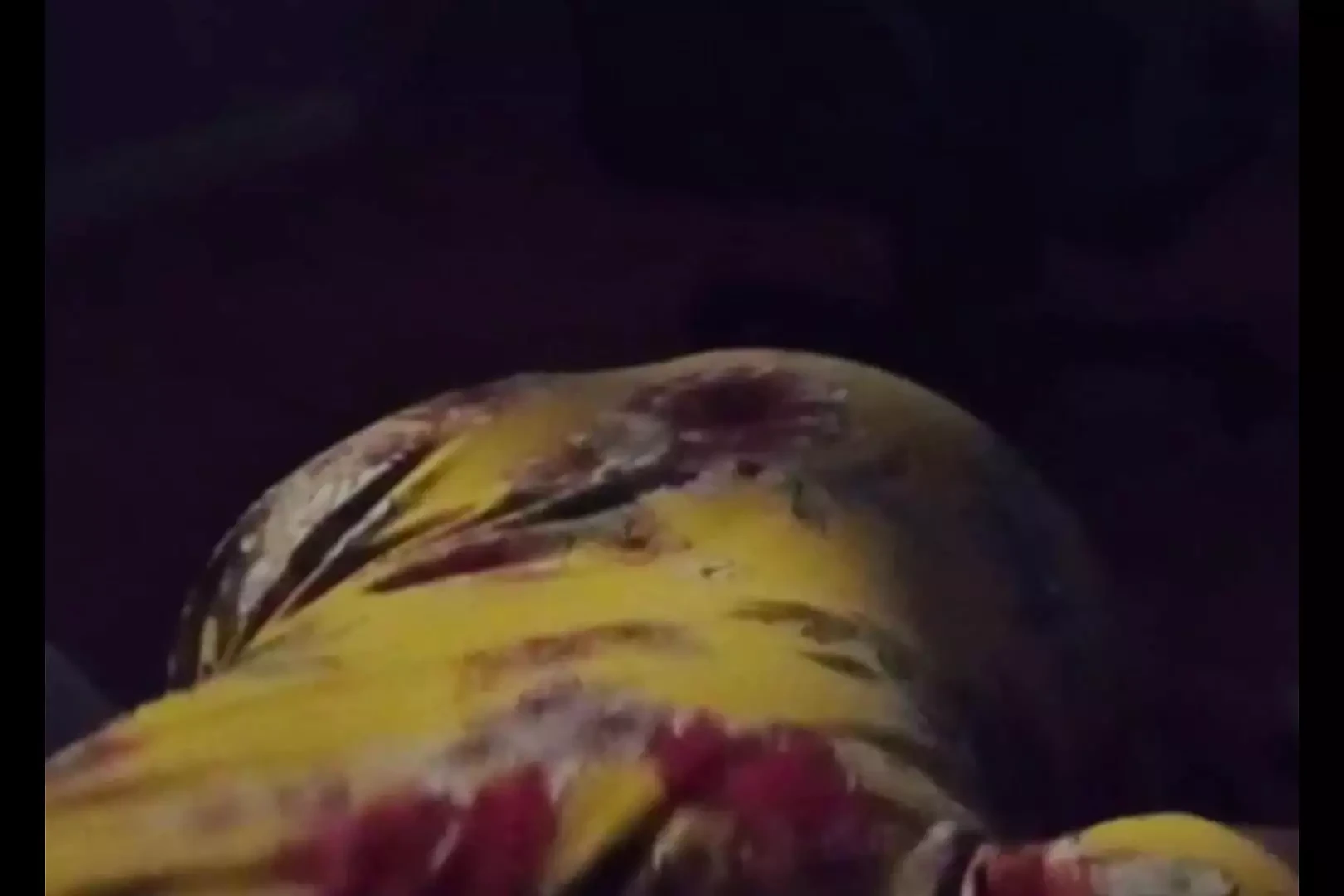 Tante punya kejutan ulang tahun untukku
