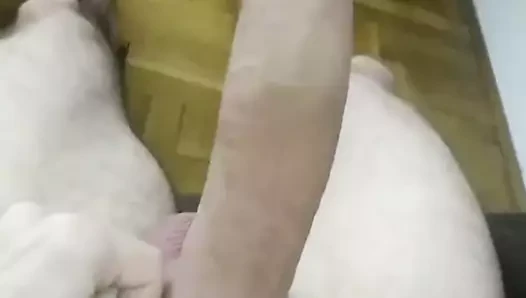 benim Alman büyük horoz
