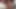Reife Melissa Auberginen Einführen