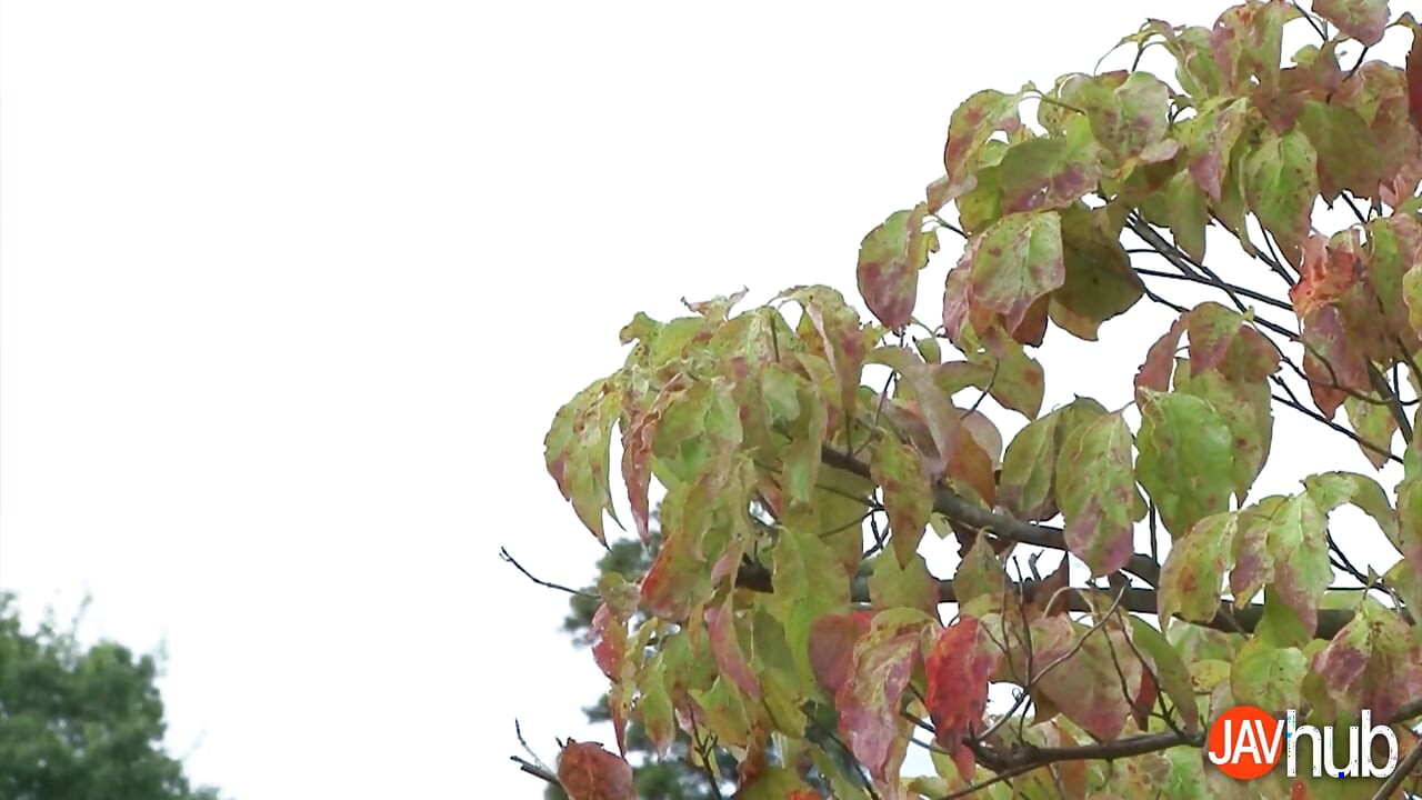 Napalona Ami Maejima Staruszek kremówka