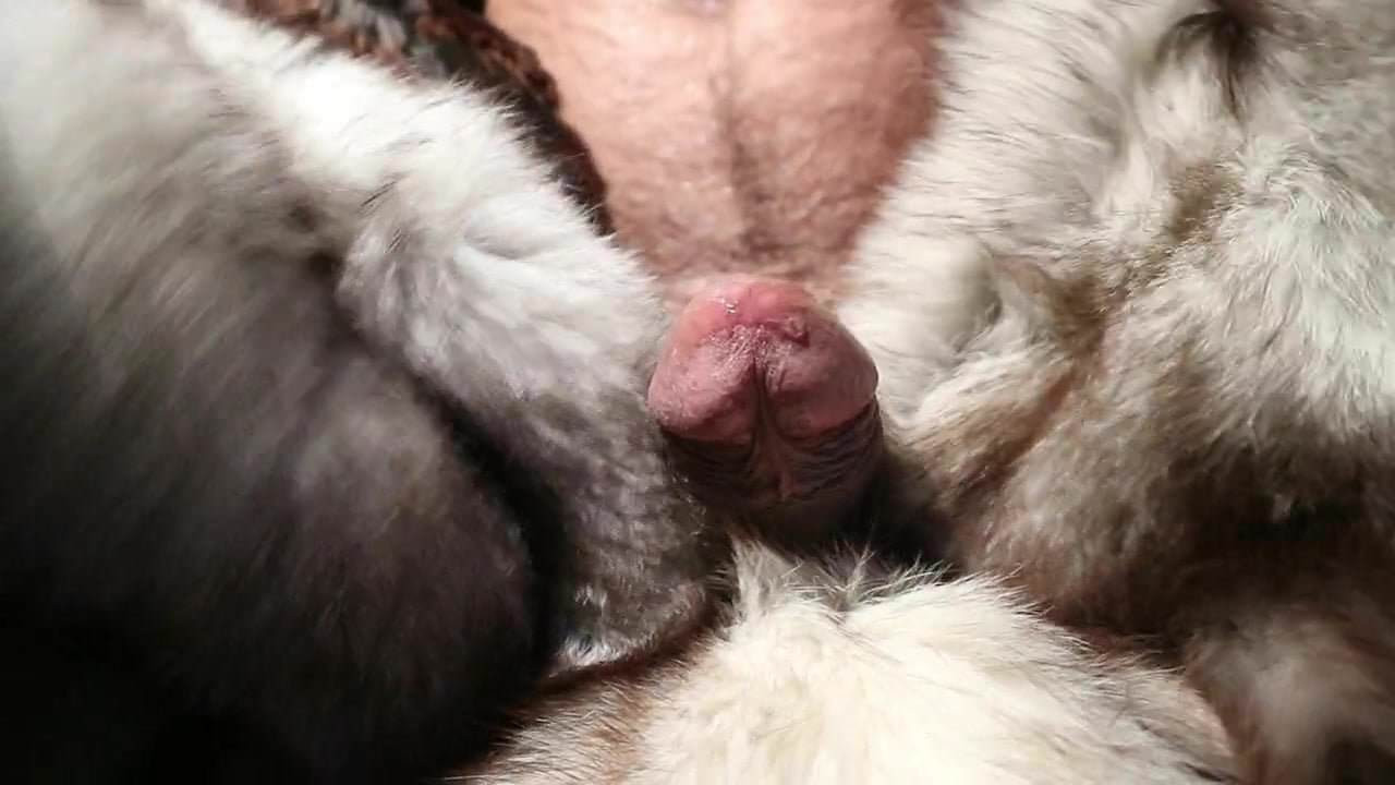 arctic fox fur stroke