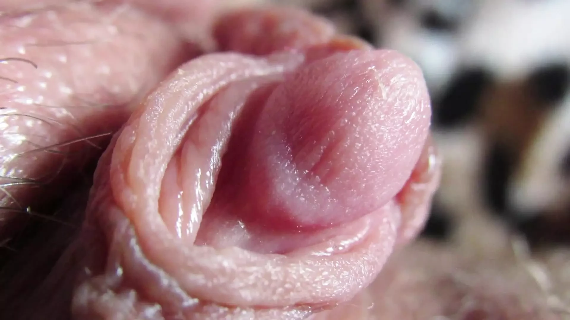 Extremo closeup de um clitóris enorme pulsante - vídeo completo