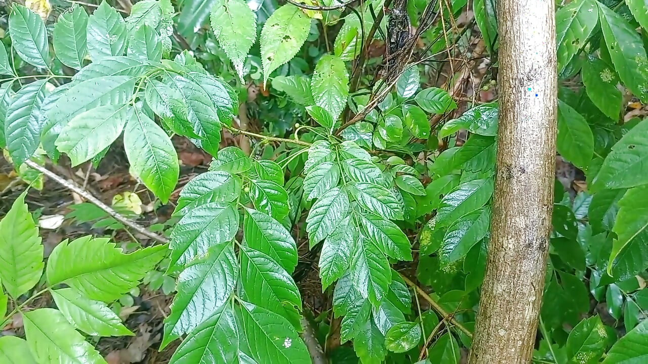 Nepali Jungle Vloge Sali Vena Sex Video