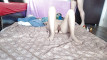 Pregled videozapisa