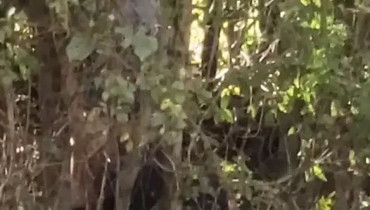 bj