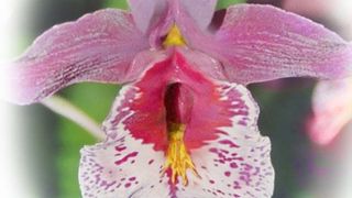 Киска-орхидея