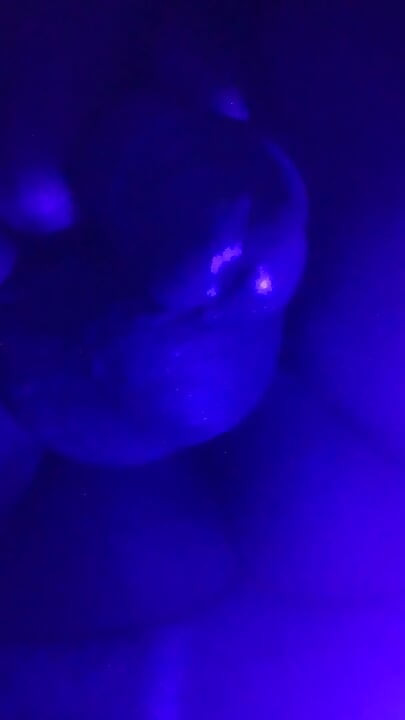 Horny night