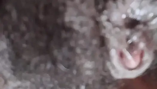 German fat hairy black pussy closeups