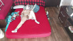 Pregled videozapisa