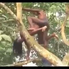 sex position on tree