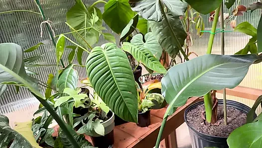 Spring Greenhouse Tour