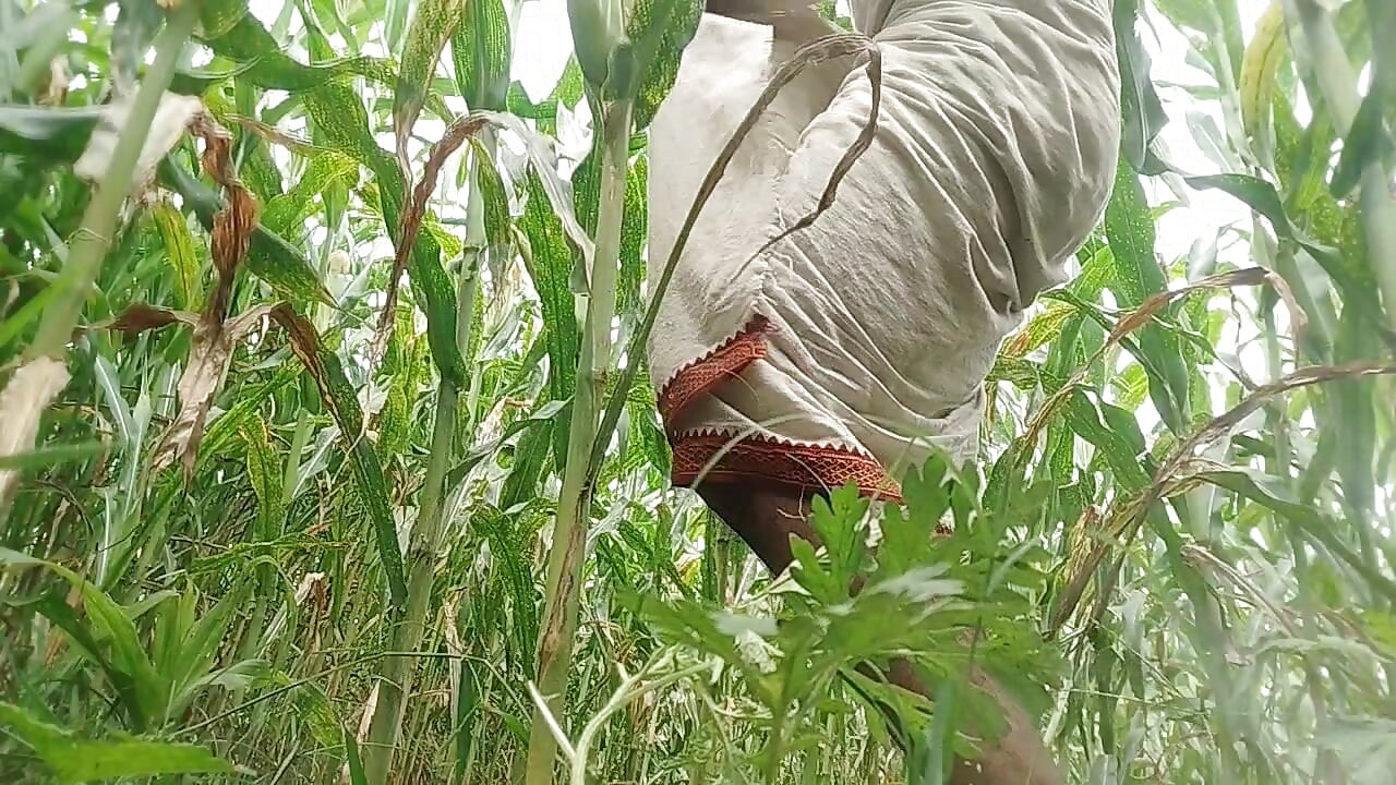 Big black hawking in the cornfield