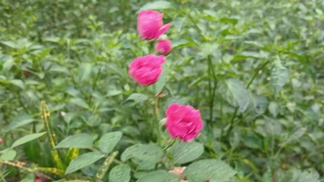 农村热辣男孩和女孩性爱故事孟加拉语