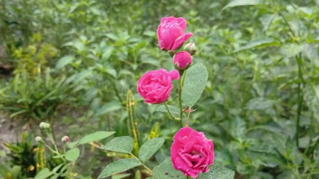 农村热辣男孩和女孩性爱故事孟加拉语