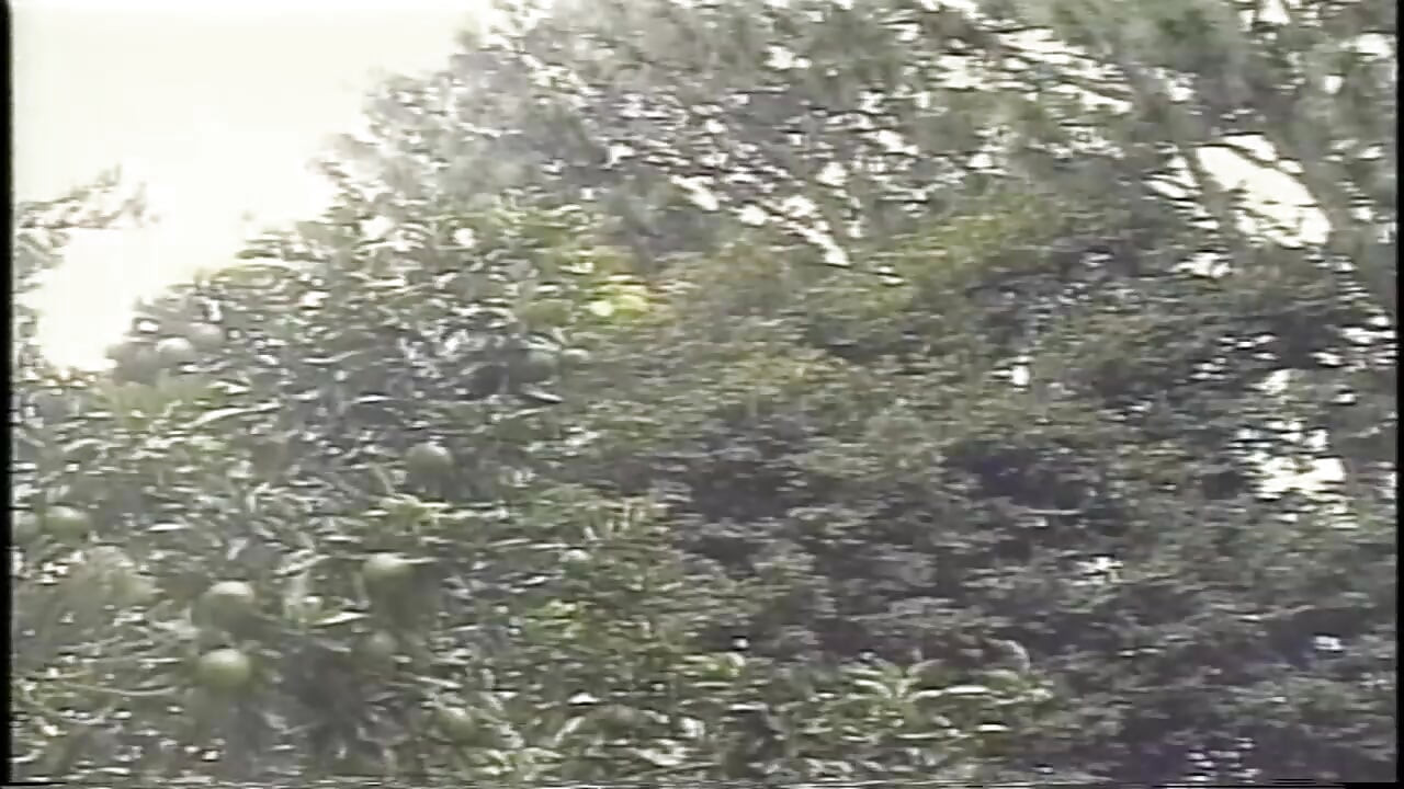 Shemale Heart Throbs 2