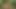 Bear Gangbang in Forest